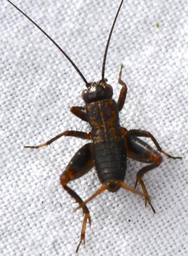 Réf. 317 887 : Nemobius sylvestris sylvestris
